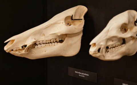 No 11. decembra Latvijas Nacionālajā dabas muzejā apskatāma ekspozīcija "Skeletārijs"