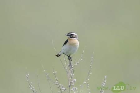 VMF piedalās Baltijas–Vācijas augstskolu biroja projektā „Bioloģiskā daudzveidība Latvijas lauku ainavā”