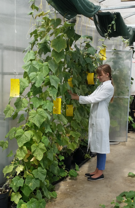 Darbs siltumnīcā LLU