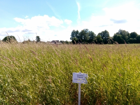 Miežabrālis Brigena