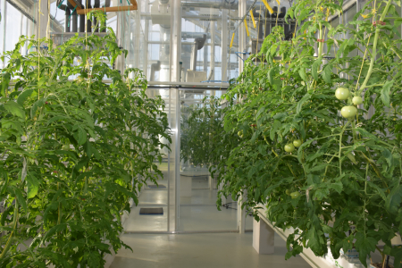 Augu aizsardzības zinātniskā institūta siltumnīca