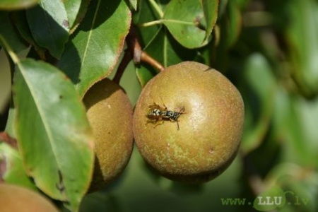 Zinātnieki un nozares pārstāvji aicināti uz konferenci „Līdzsvarota lauksaimniecība”