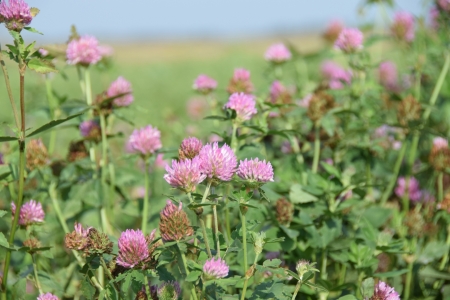 Zemkopības institūts