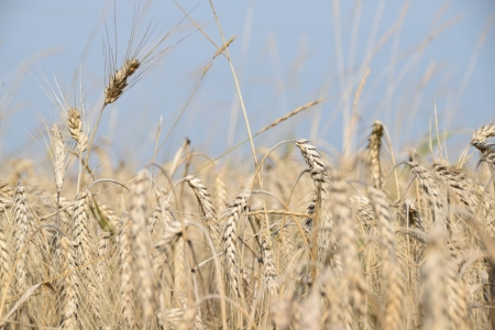 Konkurss, Sējējs, LLU