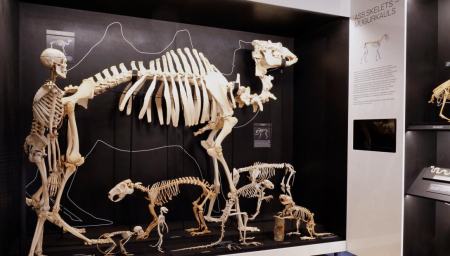 No 11. decembra Latvijas Nacionālajā dabas muzejā apskatāma ekspozīcija "Skeletārijs"