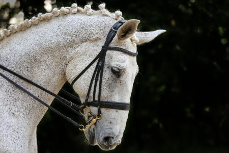 Izsludināts konkurss veterinārmedicīnas zinātniekiem