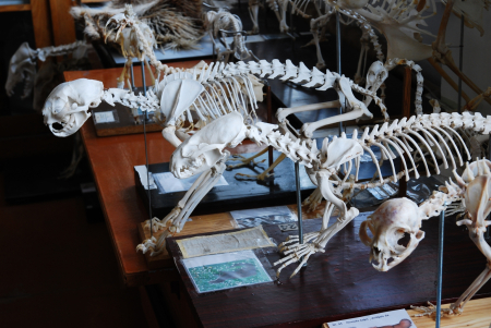 Muzeju naktī LBTU Veterinārmedicīnas fakultāte aicina iepazīt osteoloģijas un veterinārmedicīnas vēstures pasauli