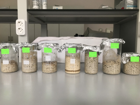 Maizes "raksturs" sākas ieraugā - fermentācijas nozīme ražošanas procesā