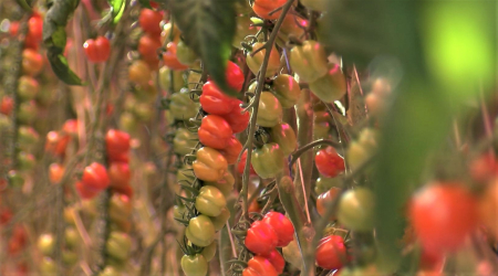 Raidījumā "Saudzēt, saglabāt, samīļot. Daba." viesosies LLU pētnieks Jānis Jaško