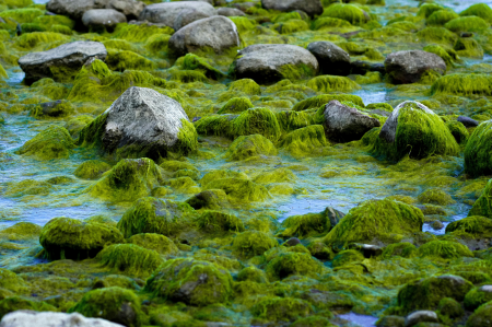 Noslēgusies zinātniski praktiskā konference "Aļģes aprites ekonomikā: no zinātnes līdz uzņēmējdarbībai"