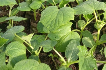 Augu stresa agrīna noteikšana un iespējas to samazināt