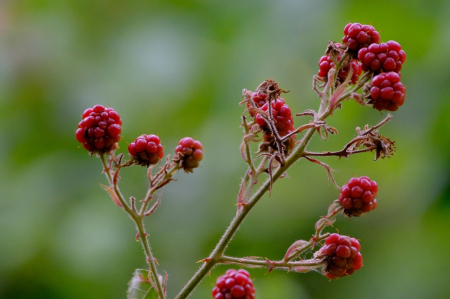Inovatīvi bioloģiskie risinājumi integrētajā dārzkopībā un augļkopībā: jaunas tehnoloģijas ilgtspējīgai un produktīvai lauksaimniecībai