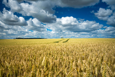 Latvijas lauksaimniekiem izstrādā e-servisu siltumnīcefekta gāzu emisiju noteikšanai 
