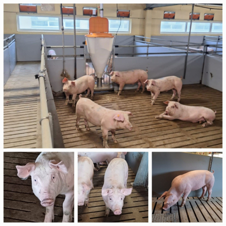 LBTU Research Reveals - Peat Additive Improves Pig Growth and Health