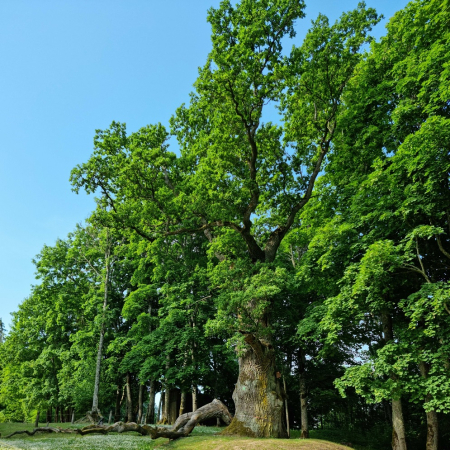 16 Eiropas valstīs sākas balsojums par “Eiropas Gada koku 2023