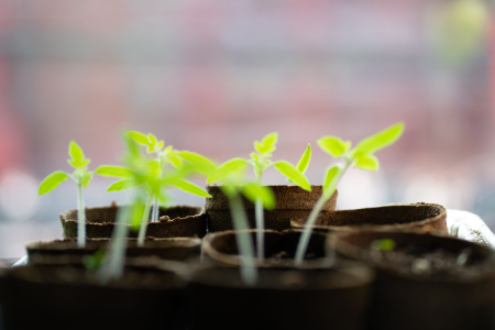 Seedlings