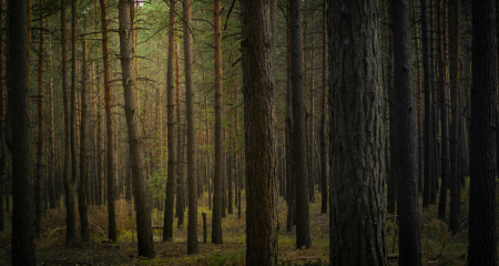 Izsludināts LBTU doktorantūras stipendiju konkurss mežzinātnes studentiem