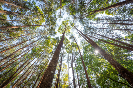 Īsteno pētījumu par inovatīvu un klimatam pielāgotu meža apsaimniekošanu Latvijā