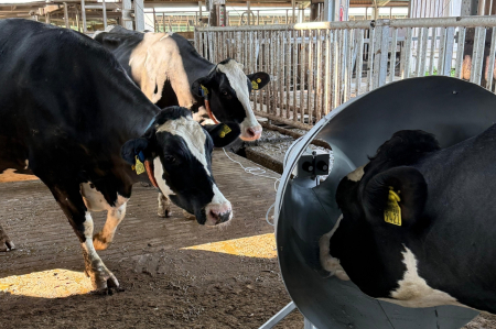 Trīs melnbaltas govis fermā; viena no tām atrodas lielā cilindriskā ierīcē, kamēr pārējās stāv tai blakus