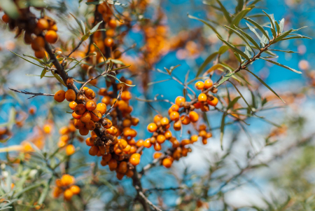 Sandthorn extract for young cattle