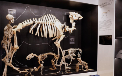 No 11. decembra Latvijas Nacionālajā dabas muzejā apskatāma ekspozīcija "Skeletārijs"