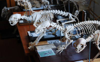 Muzeju naktī LBTU Veterinārmedicīnas fakultāte aicina iepazīt osteoloģijas un veterinārmedicīnas vēstures pasauli