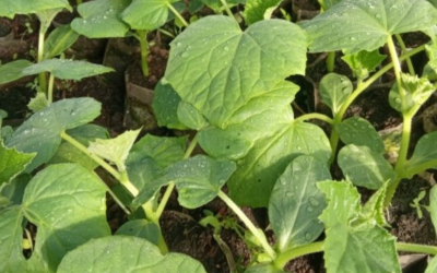 Augu stresa agrīna noteikšana un iespējas to samazināt