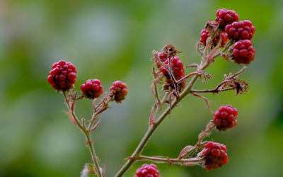 Inovatīvi bioloģiskie risinājumi integrētajā dārzkopībā un augļkopībā: jaunas tehnoloģijas ilgtspējīgai un produktīvai lauksaimniecībai