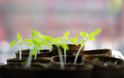 Seedlings