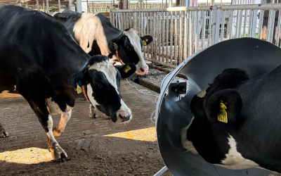 Trīs melnbaltas govis fermā; viena no tām atrodas lielā cilindriskā ierīcē, kamēr pārējās stāv tai blakus